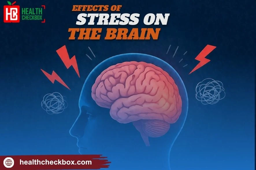 Effects of Stress on the Brain-img